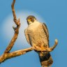 Profilbild von The peregrine falcon