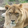 MissK001 profil fotoğrafı
