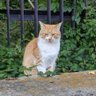 Фото профиля Hideaki T.