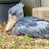 しゅーびるぺ子 profil fotoğrafı