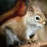 curious squirrel 的头像