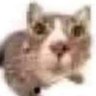 miau 的头像