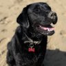 Profilbild von LabDog77