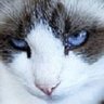 LilacDragon profil fotoğrafı