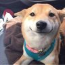 deniz's profile picture