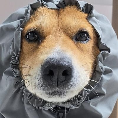 ❕️곽호떡❕️호떠기는 핫도기's profile picture