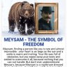 Meysam Allagholi 的头像
