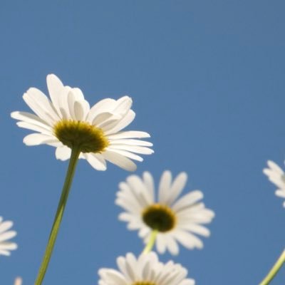 nonopita21's profile picture