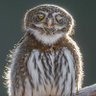 faraafra's profile picture