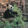 城春草木深 profil fotoğrafı