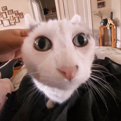 franzkatka's profile picture
