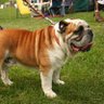 GazzWee - Dog Lover profil fotoğrafı