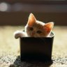 Фото профиля Box Cat