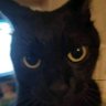 emilianomelchor's profile picture