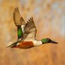 Shoveler profil fotoğrafı