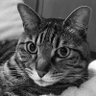 Profilbild von katu