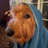 Фото профиля Golden Doodle Mind Tricks 💙🇺🇸⚔️