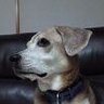 ゆつぎ's profile picture