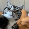 Han Cheng e/acc profil fotoğrafı