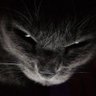 Zombiku 🇭🇺🇪🇺🇺🇦🇬🇪 profil fotoğrafı
