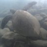Profilbild von Turtlemain