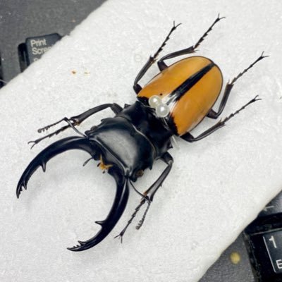 mandukings's profile picture