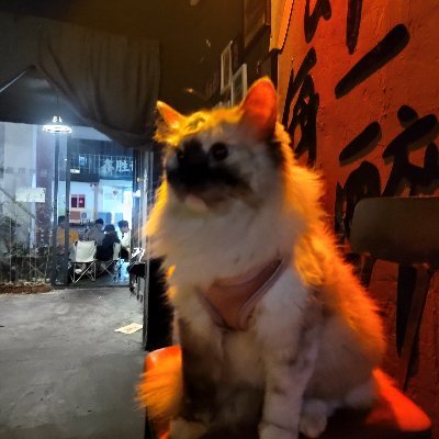 羽（男娘交友，推文/投稿）'s profile picture