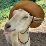 Profilbild von Rei do Bode