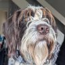 Bear Necessities's profile picture
