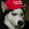 Wolf Dog's profile picture