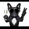 Bimbam's profile picture