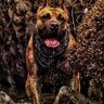 Фото профиля nemesis the presa canario