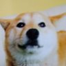 🐕ぷ〜すか🐶🐾2 profil fotoğrafı