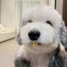 zdong 的头像