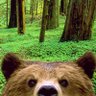 Forest Runner Win 🐻 的头像