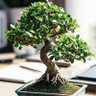 bonsai's profile picture