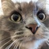 ๐ peppercornparty is on ๐๐ค๏ธ's profile picture