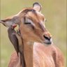 Makau's profile picture