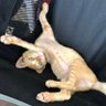 au ah profil fotoğrafı