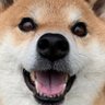 きなこ 的头像