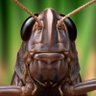 Фото профиля LOCUST