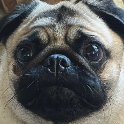 パグのぱぴぷぺ、パポ!'s profile picture