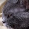 black's profile picture