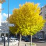 #NeigeD'Alpes profil fotoğrafı