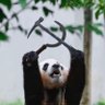 Profilbild von 远夷之君,内而不外