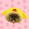 Xiaojie cat | $XIAO 的头像