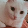 Gatinho fofinho gordo's profile picture
