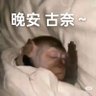 深圳大猫哥 profil fotoğrafı