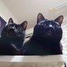 くるぽᓚᘏᗢ🐾 profil fotoğrafı