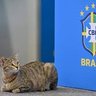Gatinho Do Brasil 的头像